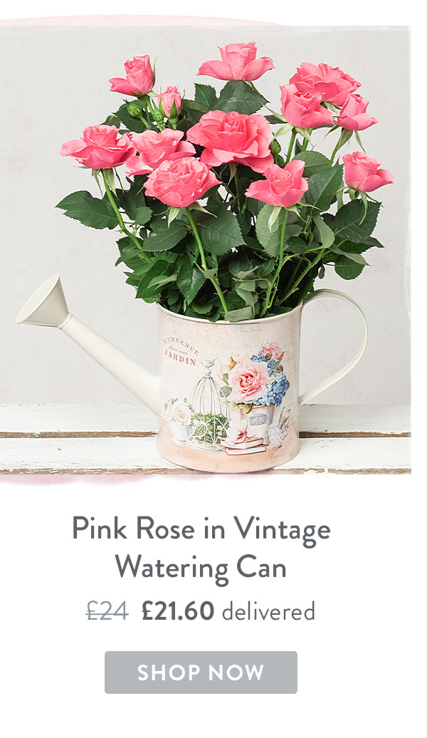 Pink Rose in Vintage Watering Can - Only &pound;21.60 delivered