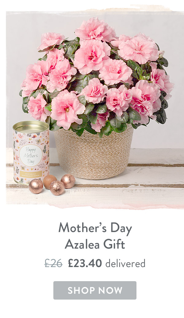 Mother's Day Azalea Gift - Only &pound;23.40 delivered