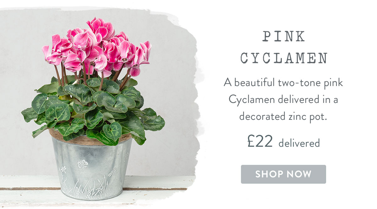 Pink Cyclamen in Zinc Pot - only &pound;23 delivered