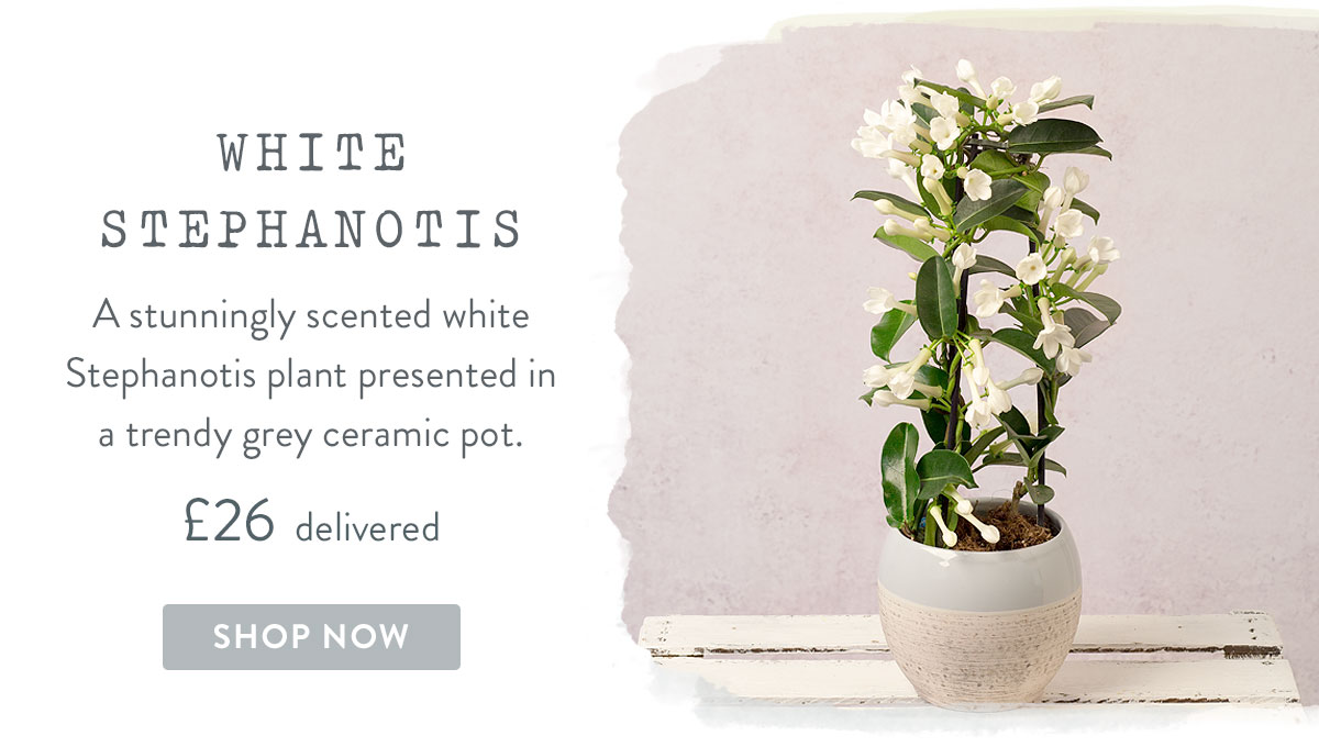 White Stephanotis - only &pound;26 delivered