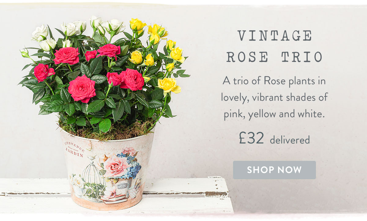Vintage Rose Trio - only &pound;32 delivered