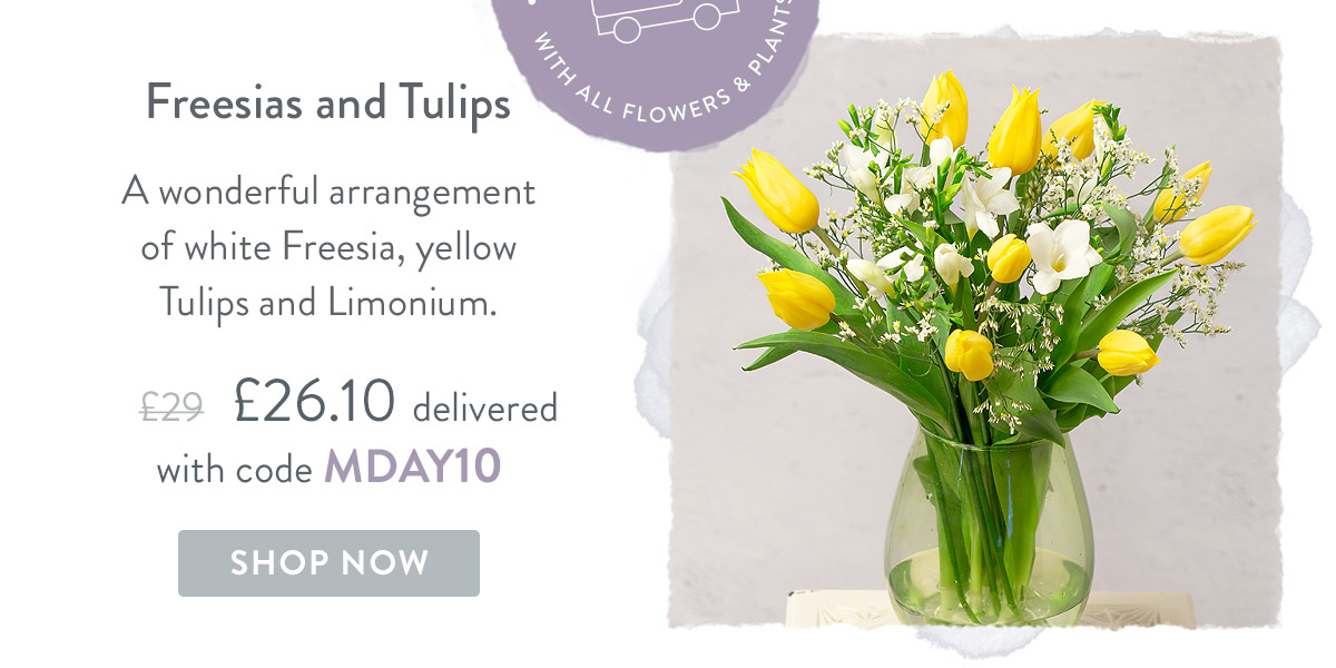 Freesias and Tulips - Only &pound;26.10 delivered with code