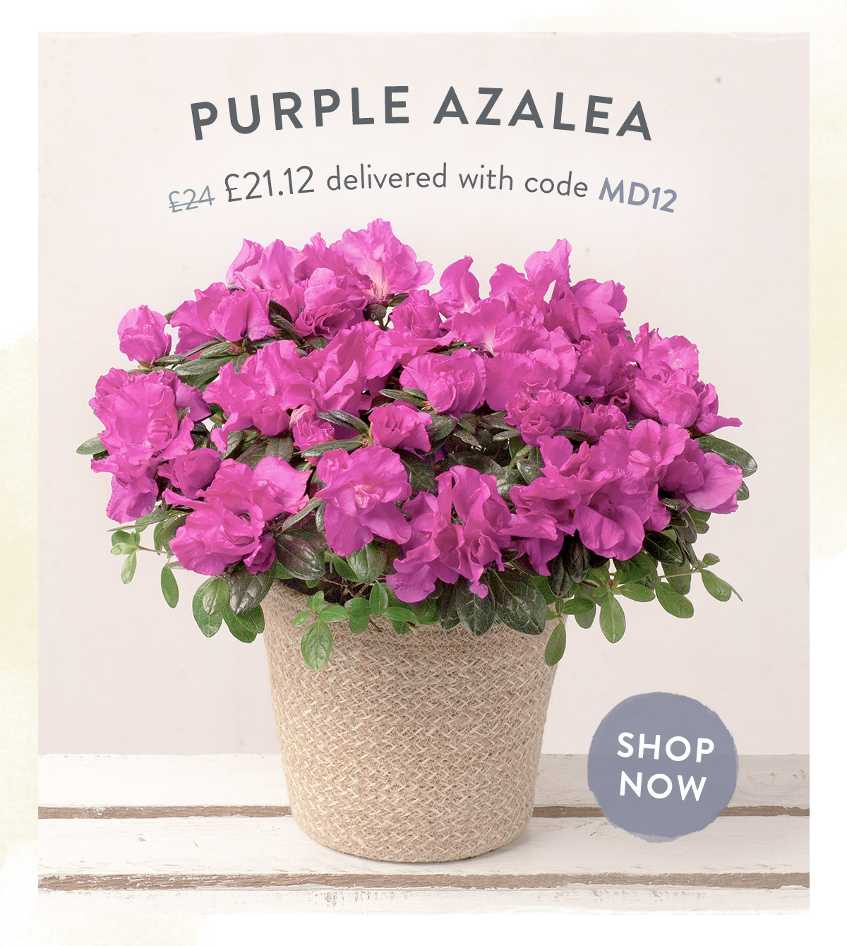 Purple Azalea - only &pound;21.12 delivered