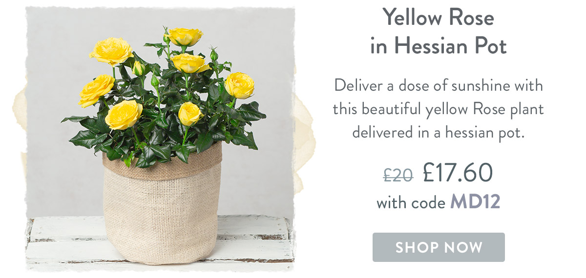 Yellow Rose in Hessian Pot - only &pound;17.60 delivered