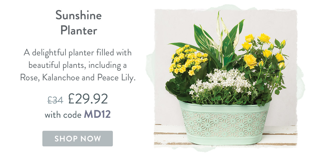 Sunshine Planter - only &pound;29.92 delivered