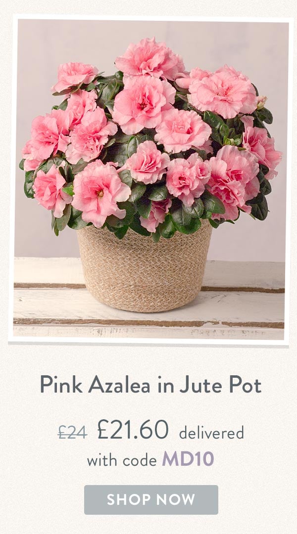 Pink Azalea in Jute Pot - Only &pound;21.60 delivered with code