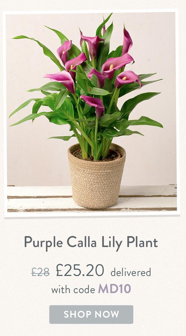 Purple Calla Lily Plant - Only &pound;25.20 delivered with code