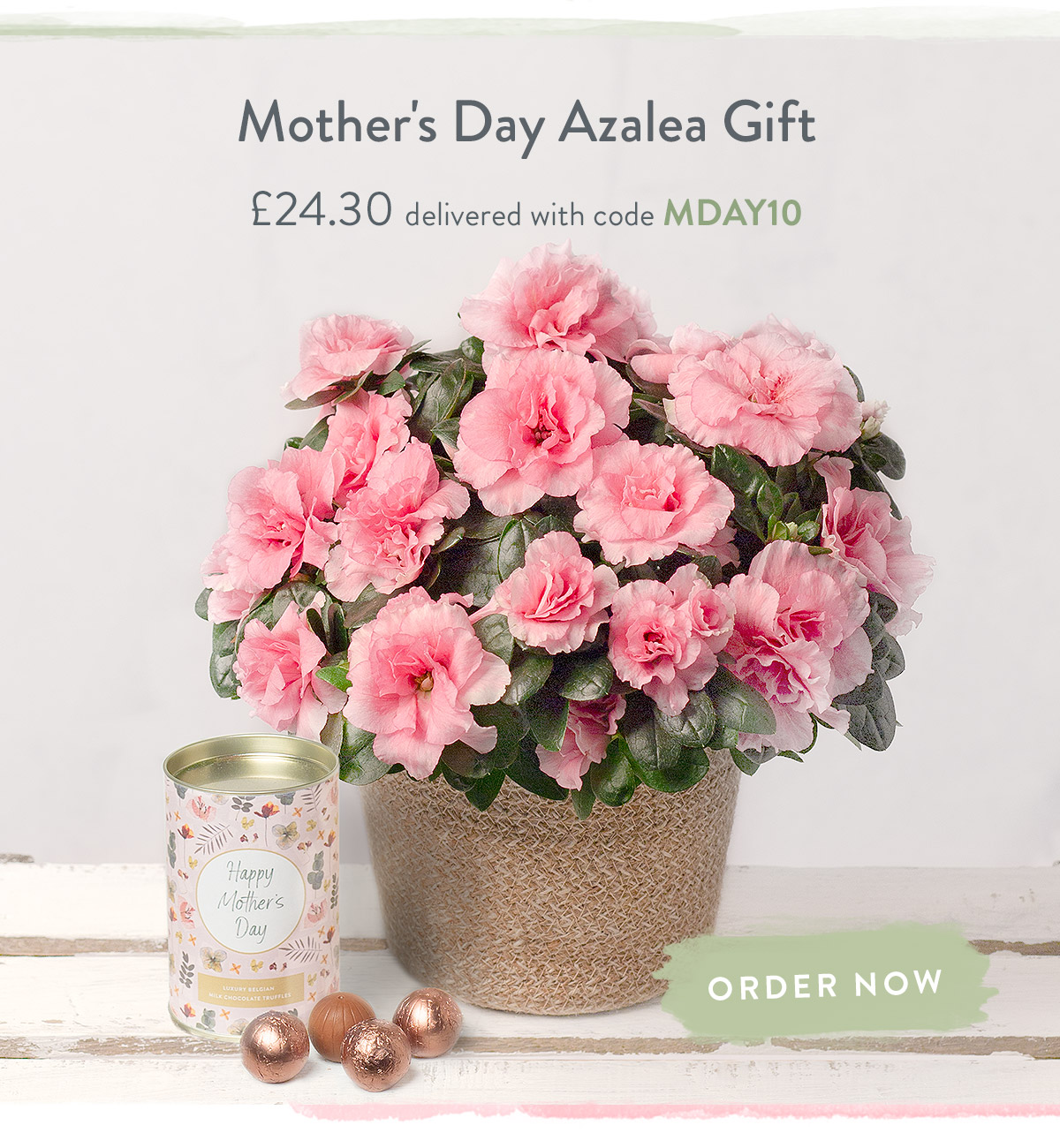 Mother's Day Azalea Gift - Only &pound;24.30 delivered with code