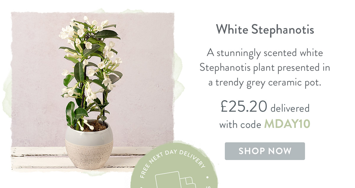 White Stephanotis - only &pound;25.20