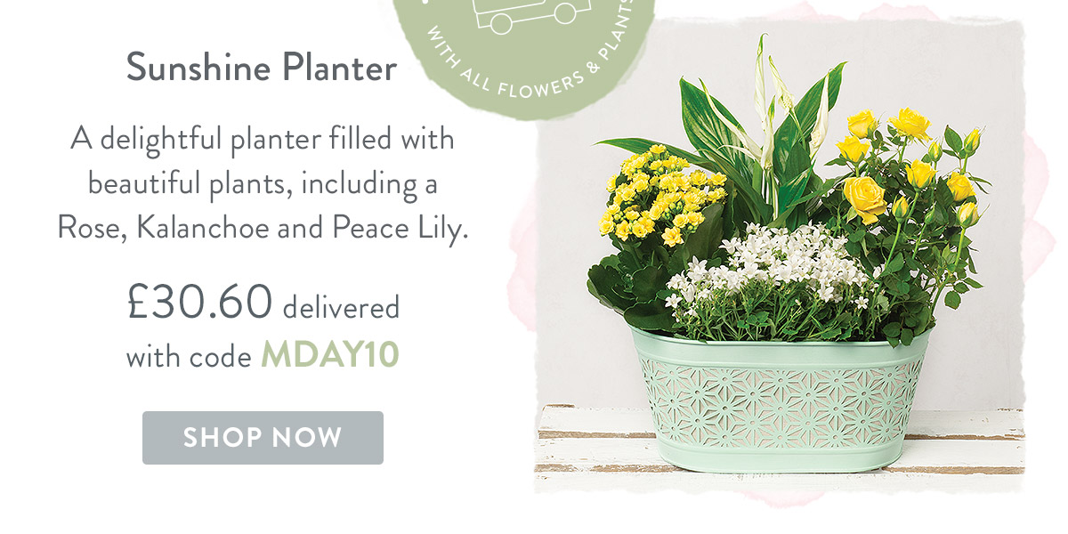 Sunshine Planter - only &pound;30.60