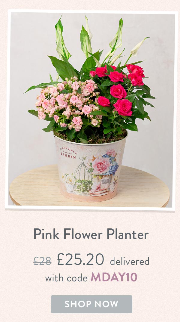 Pink Flower Planter - Only &pound;25.20 delivered with code