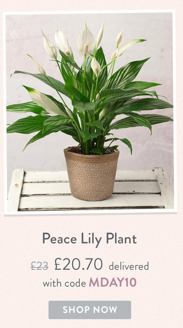 Peace Lily Plant - Only &pound;20.70 delivered with code