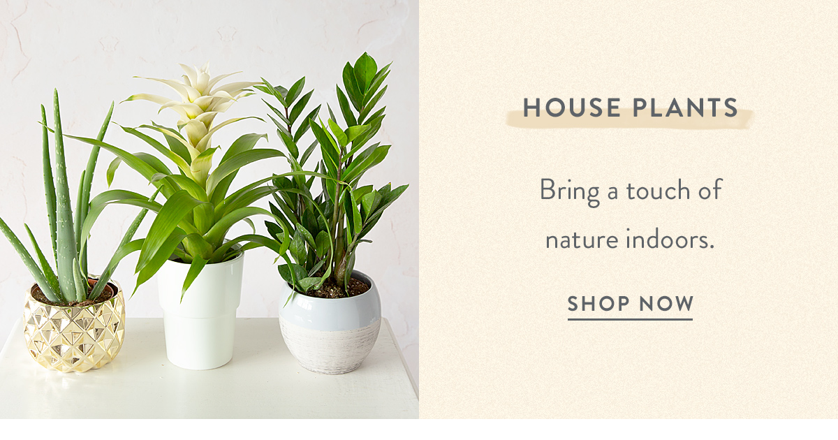 House Plants