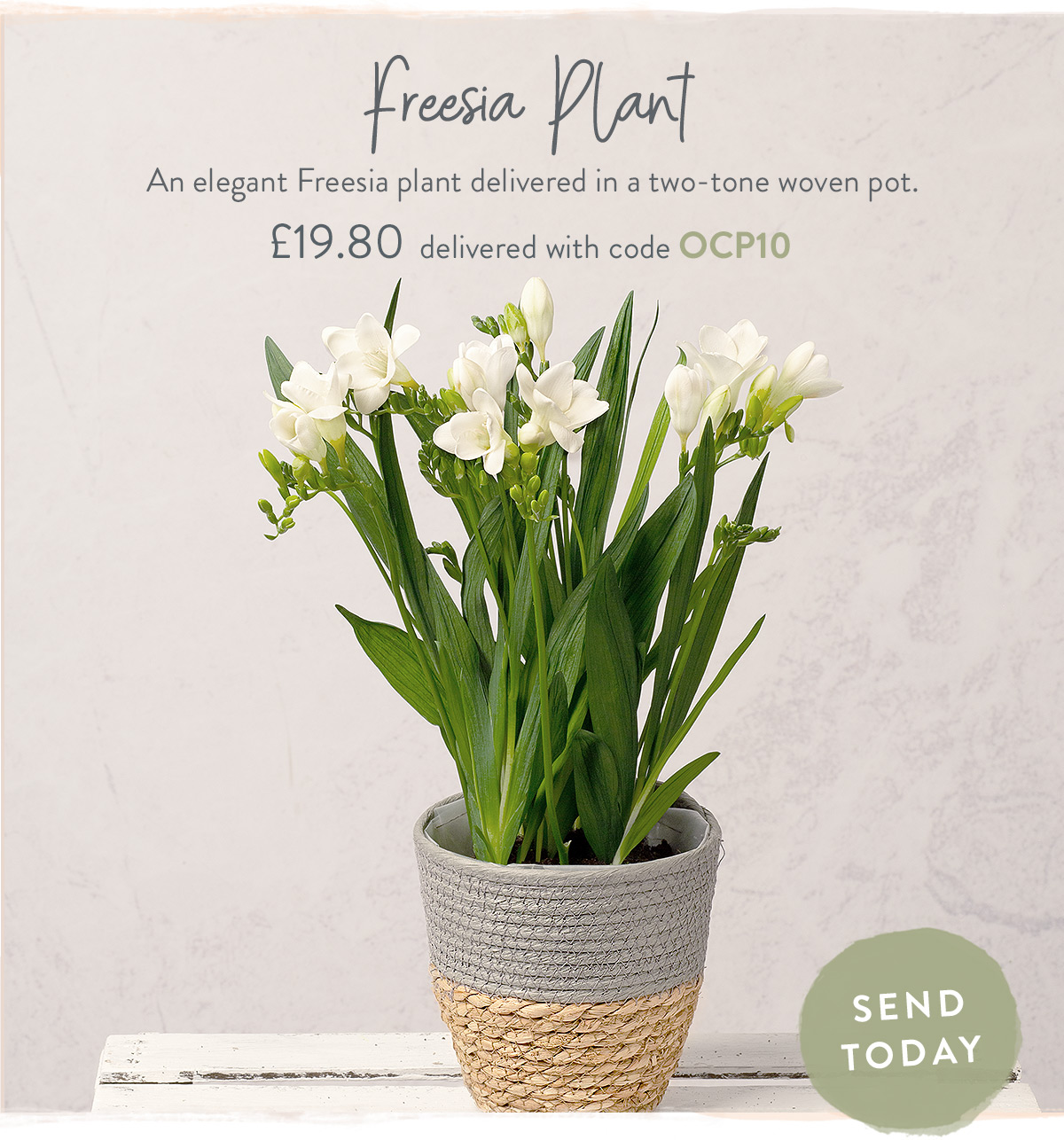 Freesia Plant - only &pound;19.80 with promo code