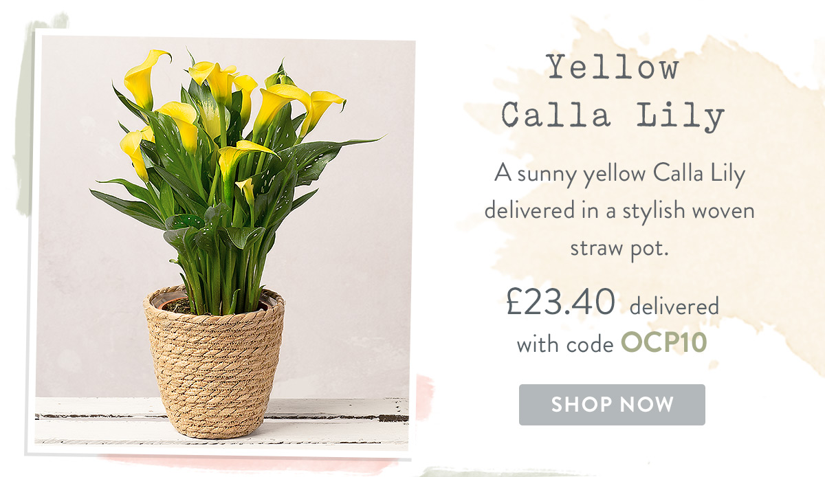 Yellow Calla Lily - only &pound;23.40 with promo code