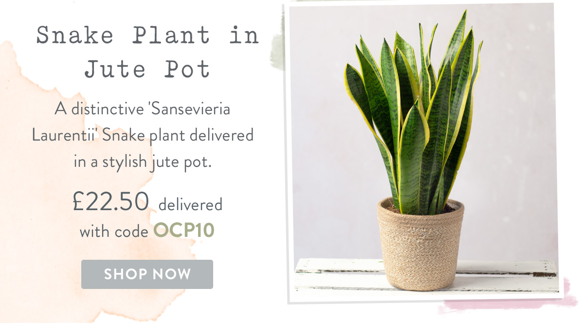Snake Plant in Jute Pot - only &pound;22.50 with promo code