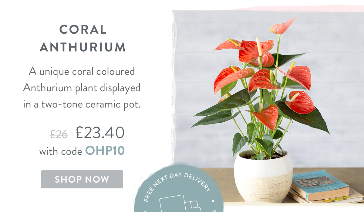 Coral Anthurium - only &pound;23.40 delivered