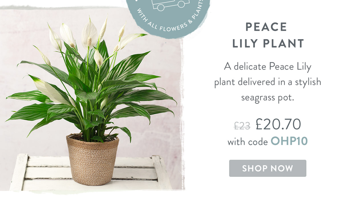 Peace Lily Plant - only &pound;20.70 delivered