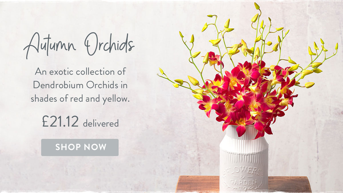 Autumn Orchids- only &pound;21.12