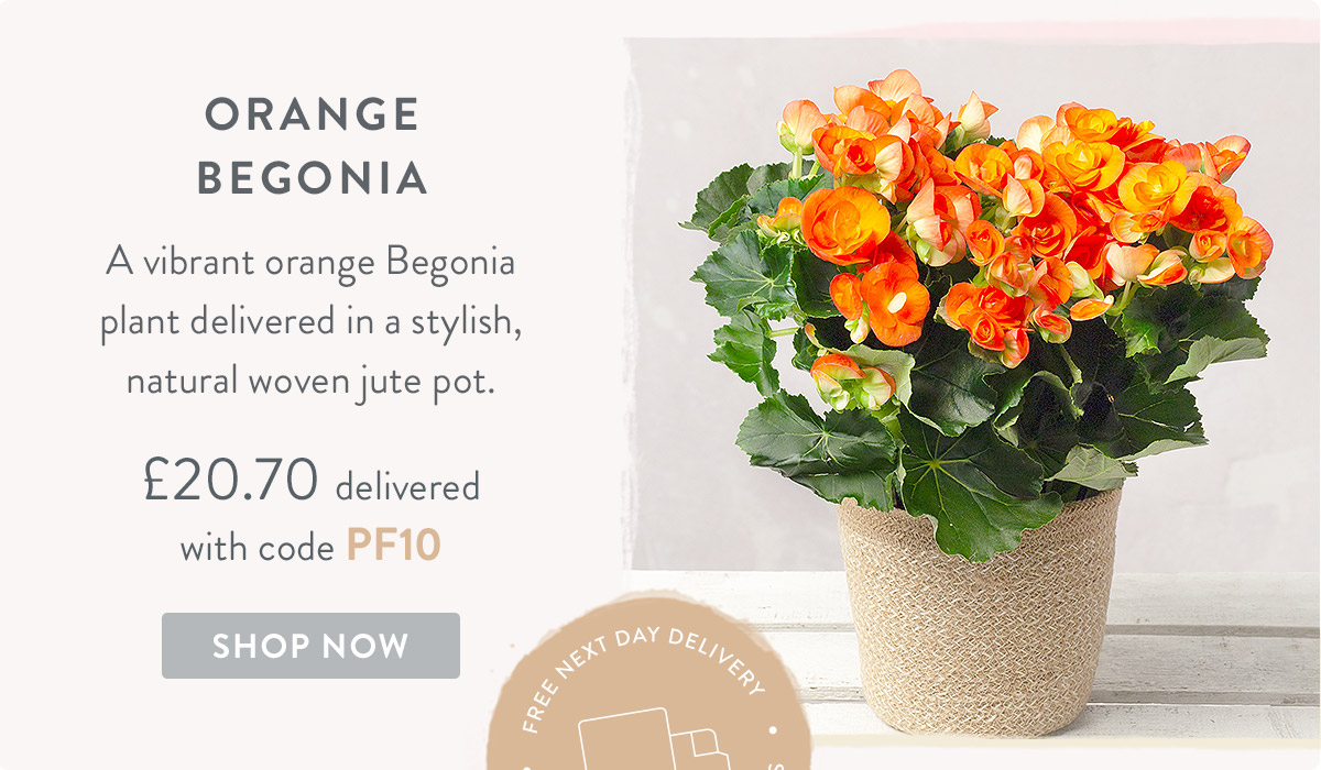 Orange Begonia - only &pound;20.70 delivered