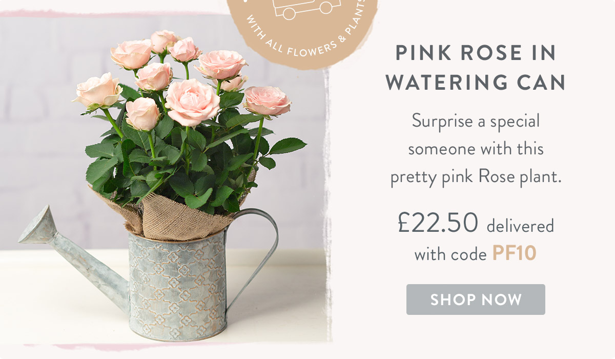 Pink Rose in Watering Can - only &pound;22.50 delivered