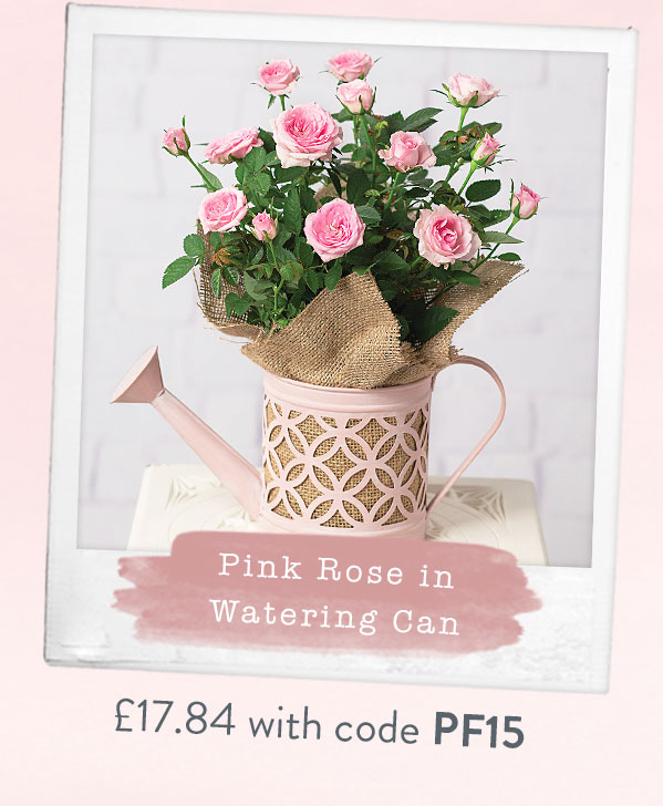 Pink Rose in Watering Can - Only &pound;17.84