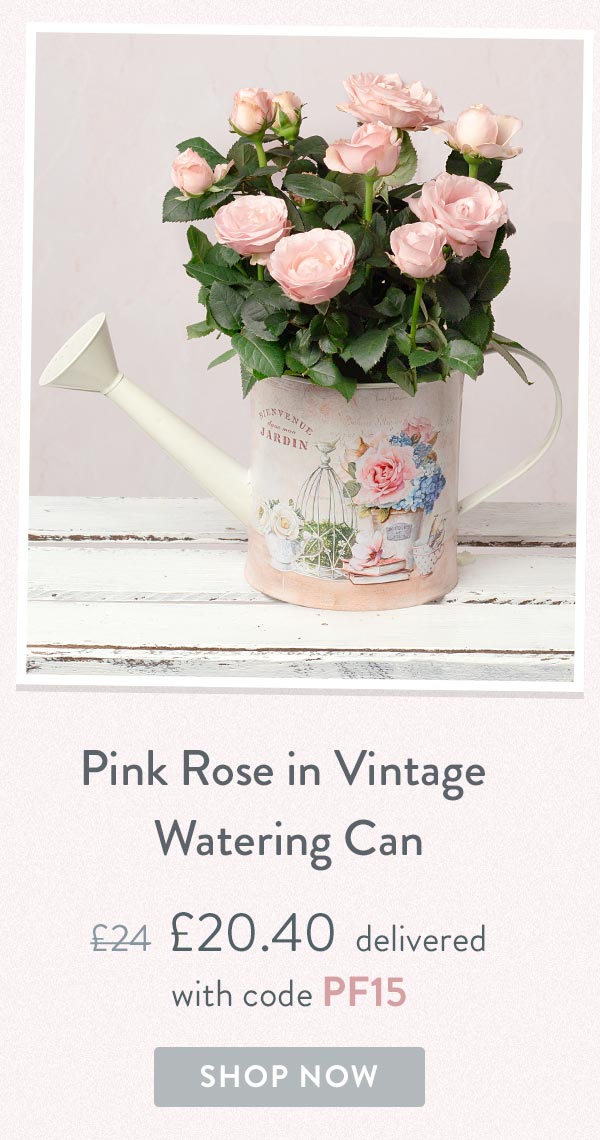 Pink Rose in Vintage Watering Can - Only &pound;20.40 delivered with code