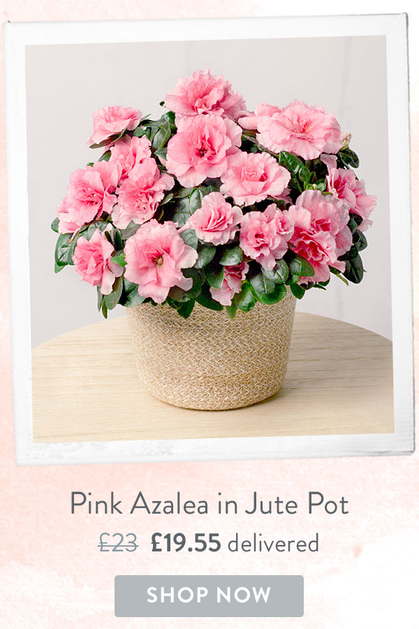 Cherry Blossom - Only &pound;19.55 delivered