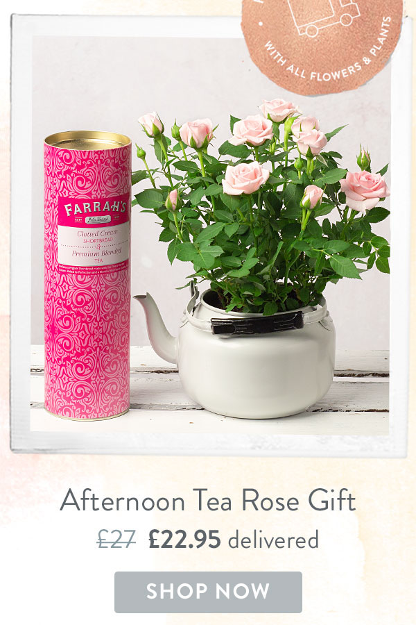 Afternoon Tea Rose Gift - Only &pound;22.95 delivered