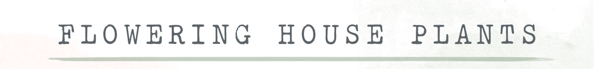 Flowering House Plants
