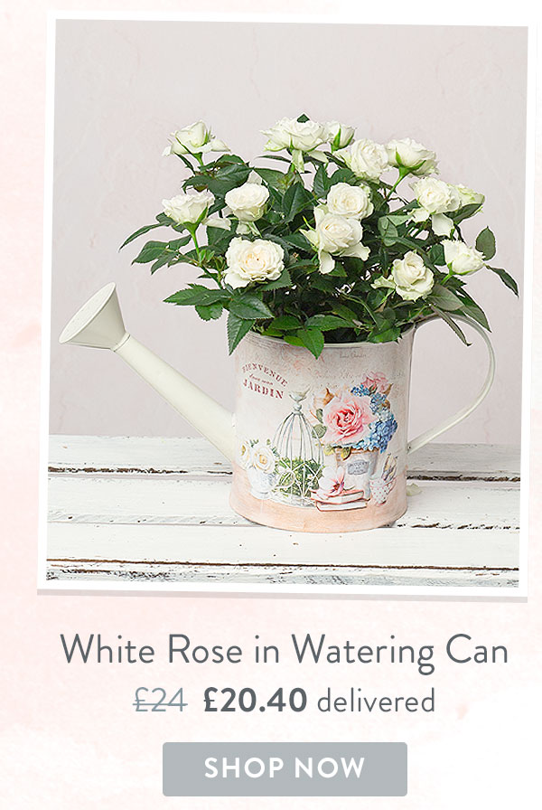 White Rose in Watering Can- Only &pound;20.40 delivered