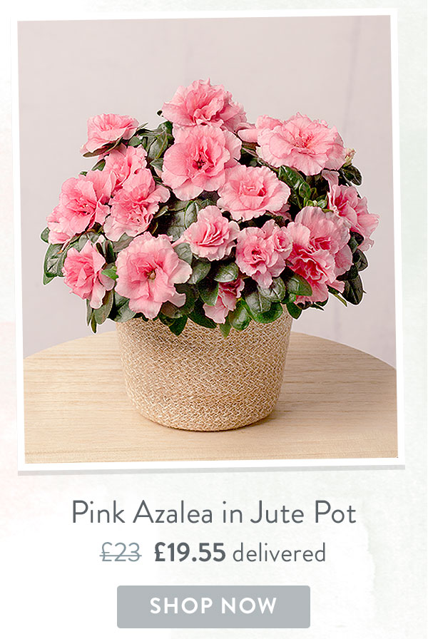 Pink Azalea in Jute Pot - Only &pound;19.55 delivered