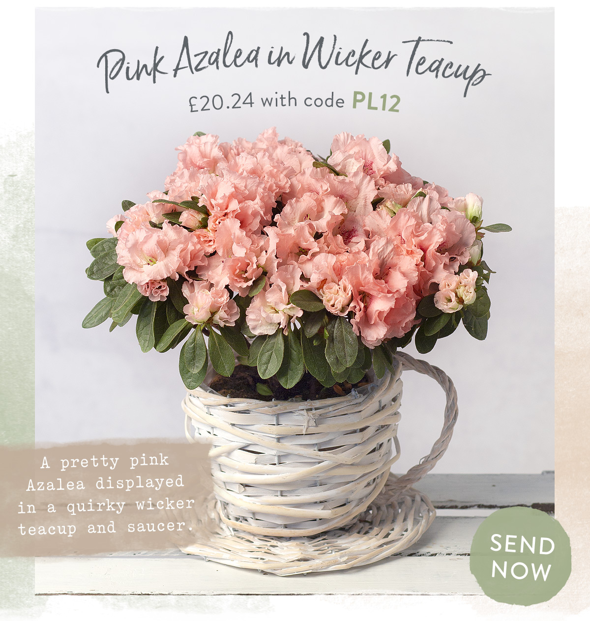 Pink Azalea in Wicker Teacup - only &pound;20.24