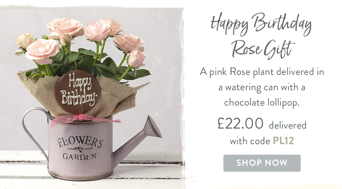 Happy Birthday Rose Gift - only &pound;22.00