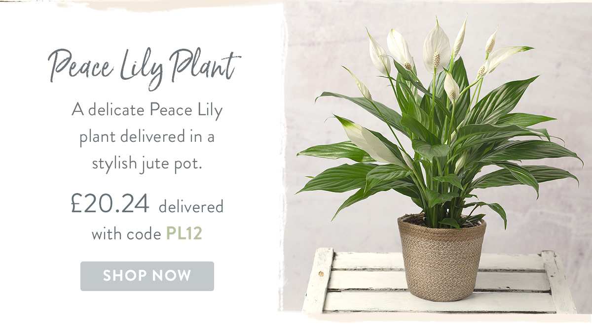 Peace Lily Plant - only &pound;20.24