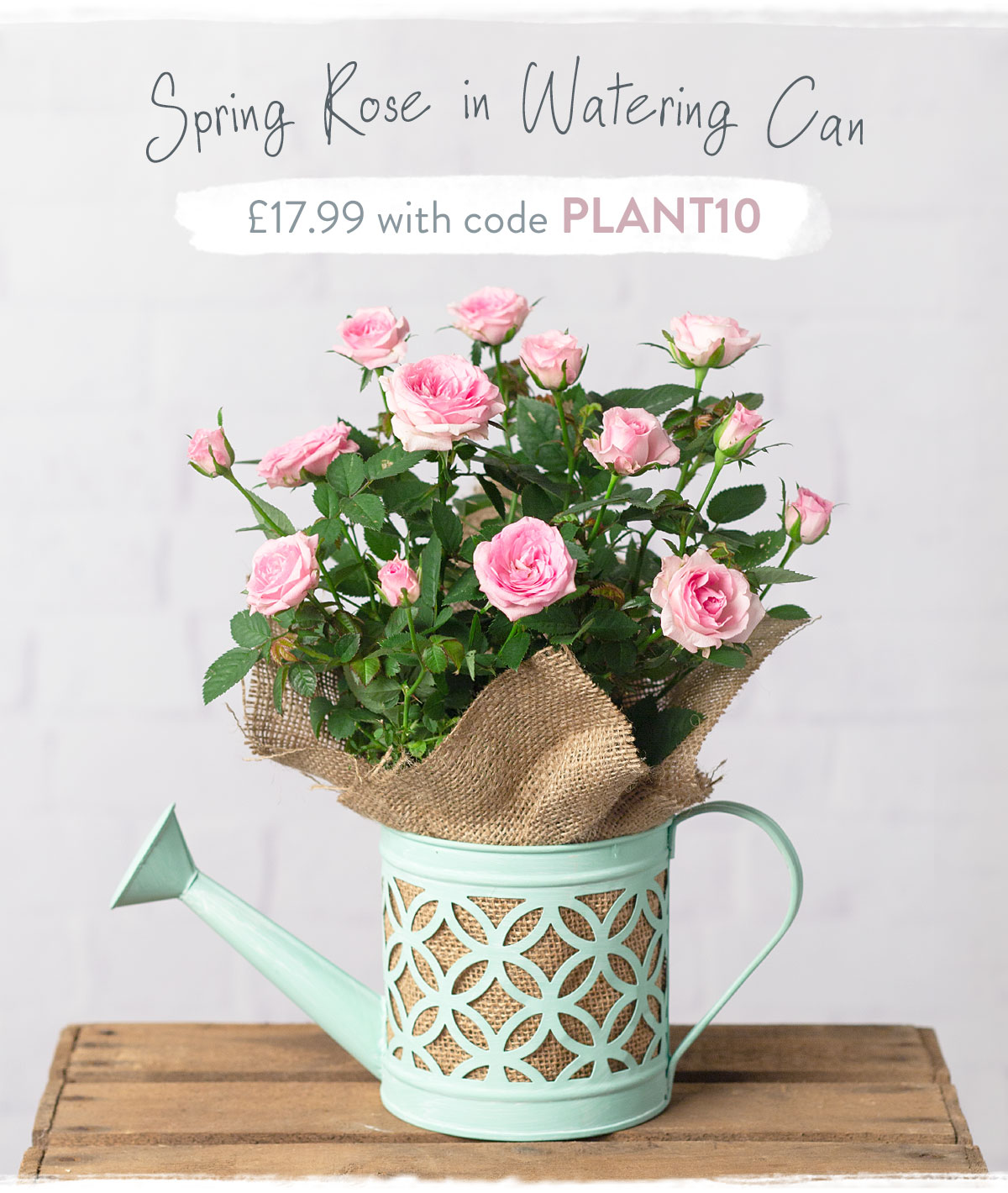 Spring Rose in Watering Can - only &pound;17.99