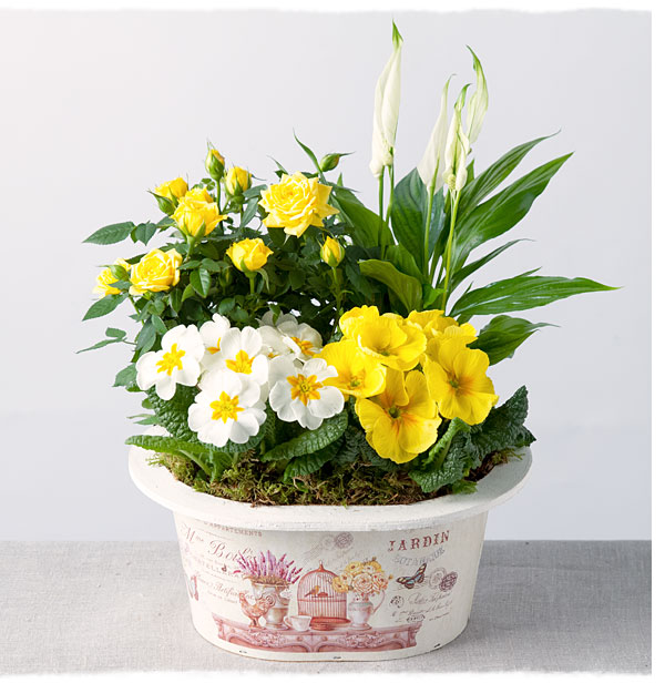 Sunshine Planter - Only &pound;24.29
