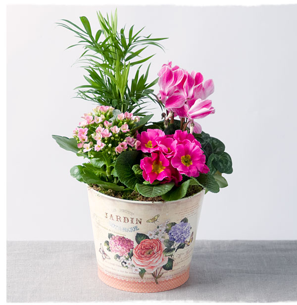 Spring Pink Planter - Only &pound;24.29.99