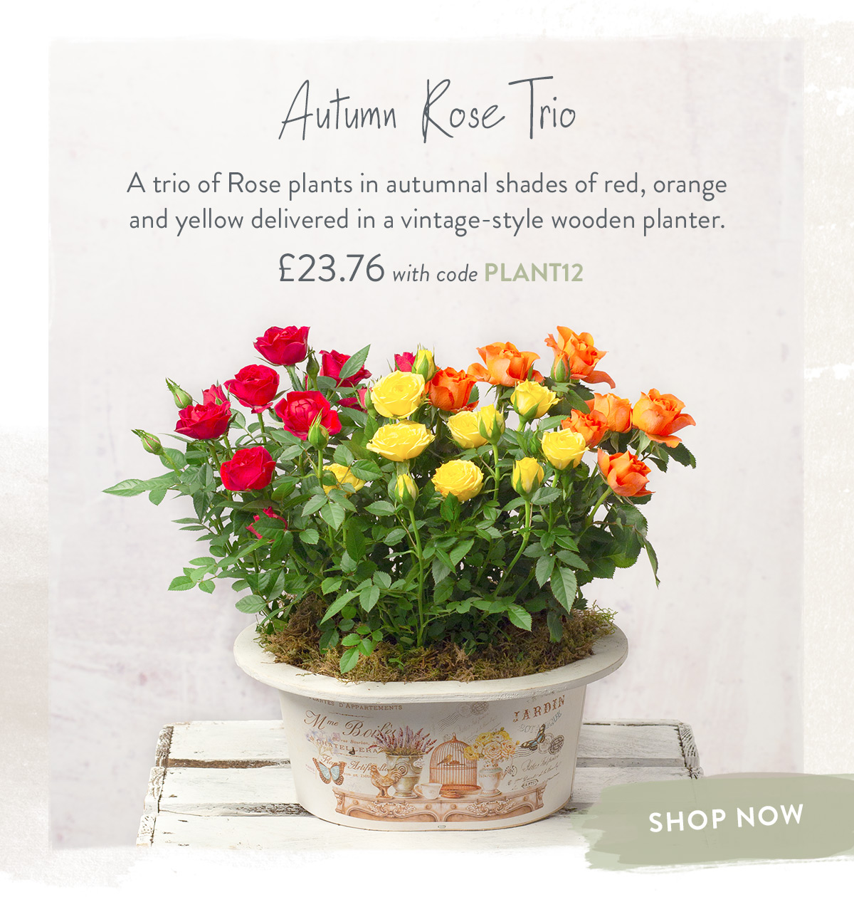 Autumn Rose Trio - only &pound;23.76