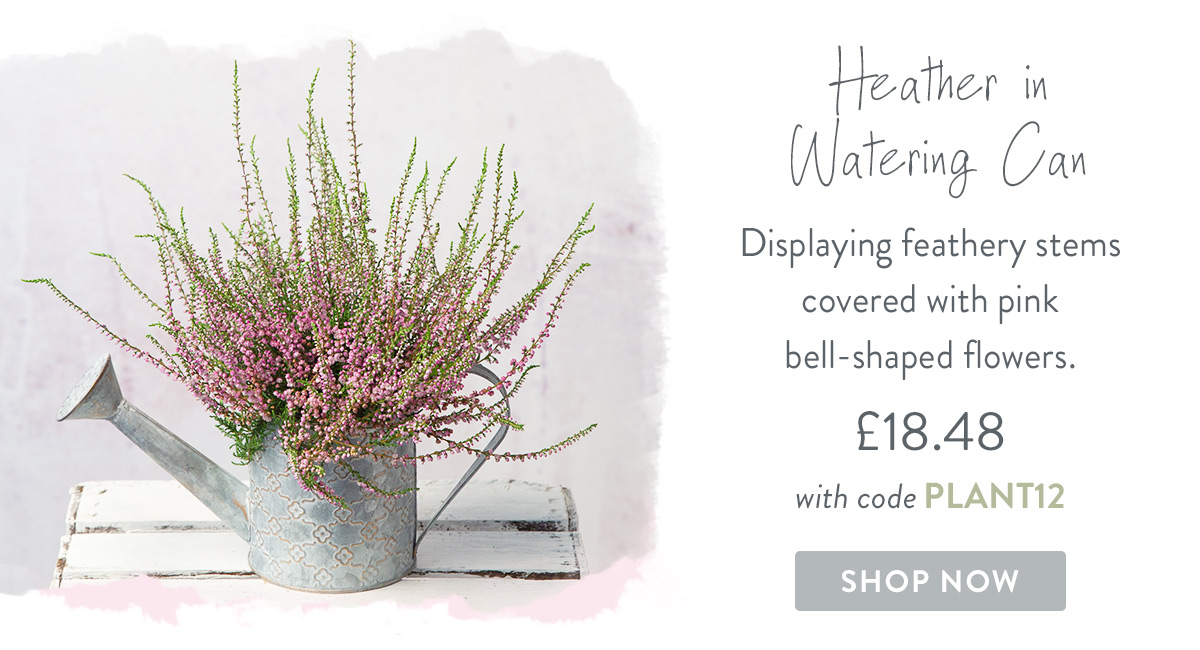 Heather in Watering Can - only &pound;18.42