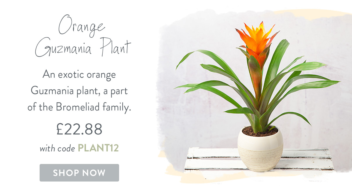 Orange Guzmania Plant - only &pound;22.88