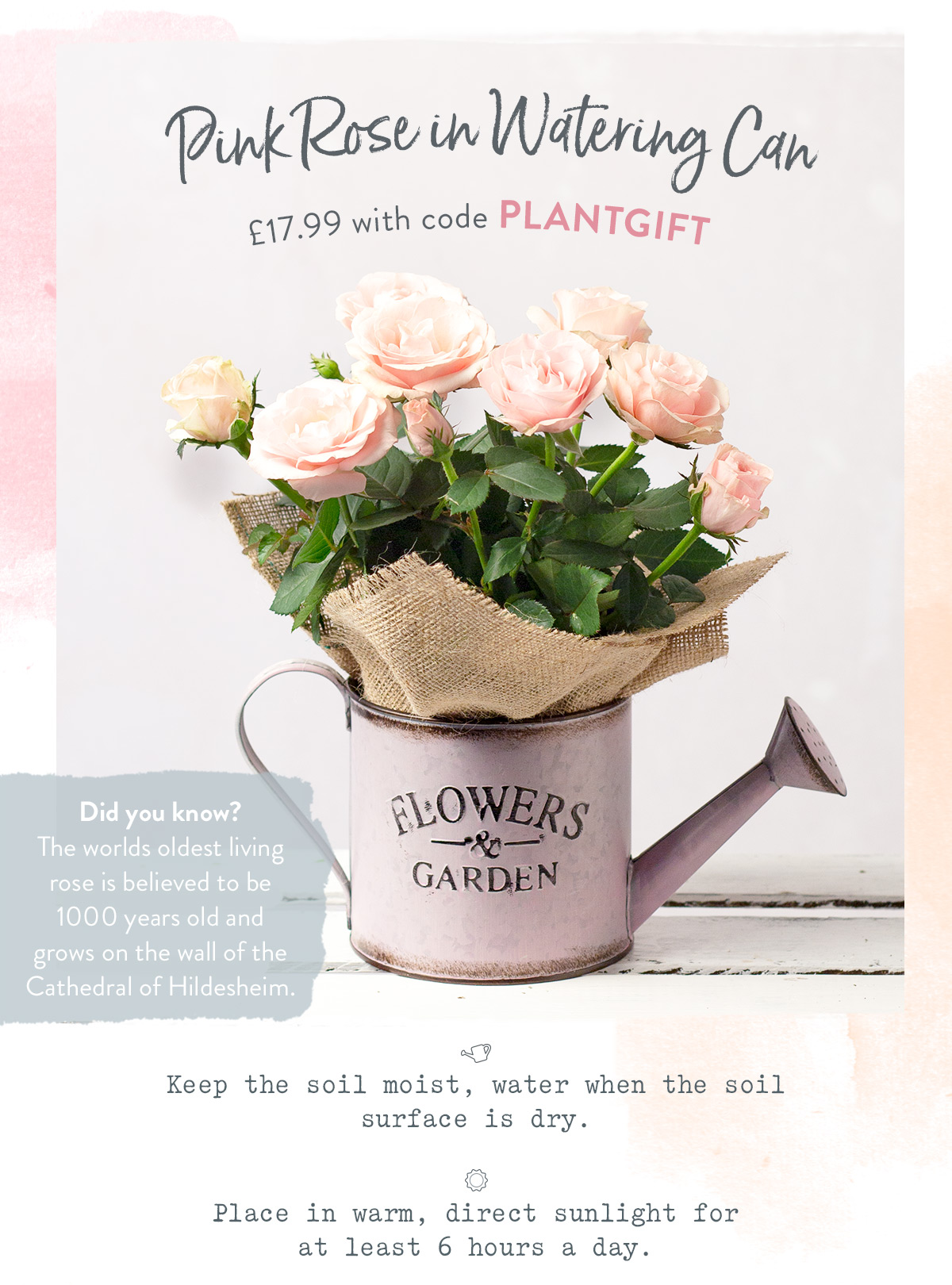 Pink Rose in Watering Can - only &pound;17.99