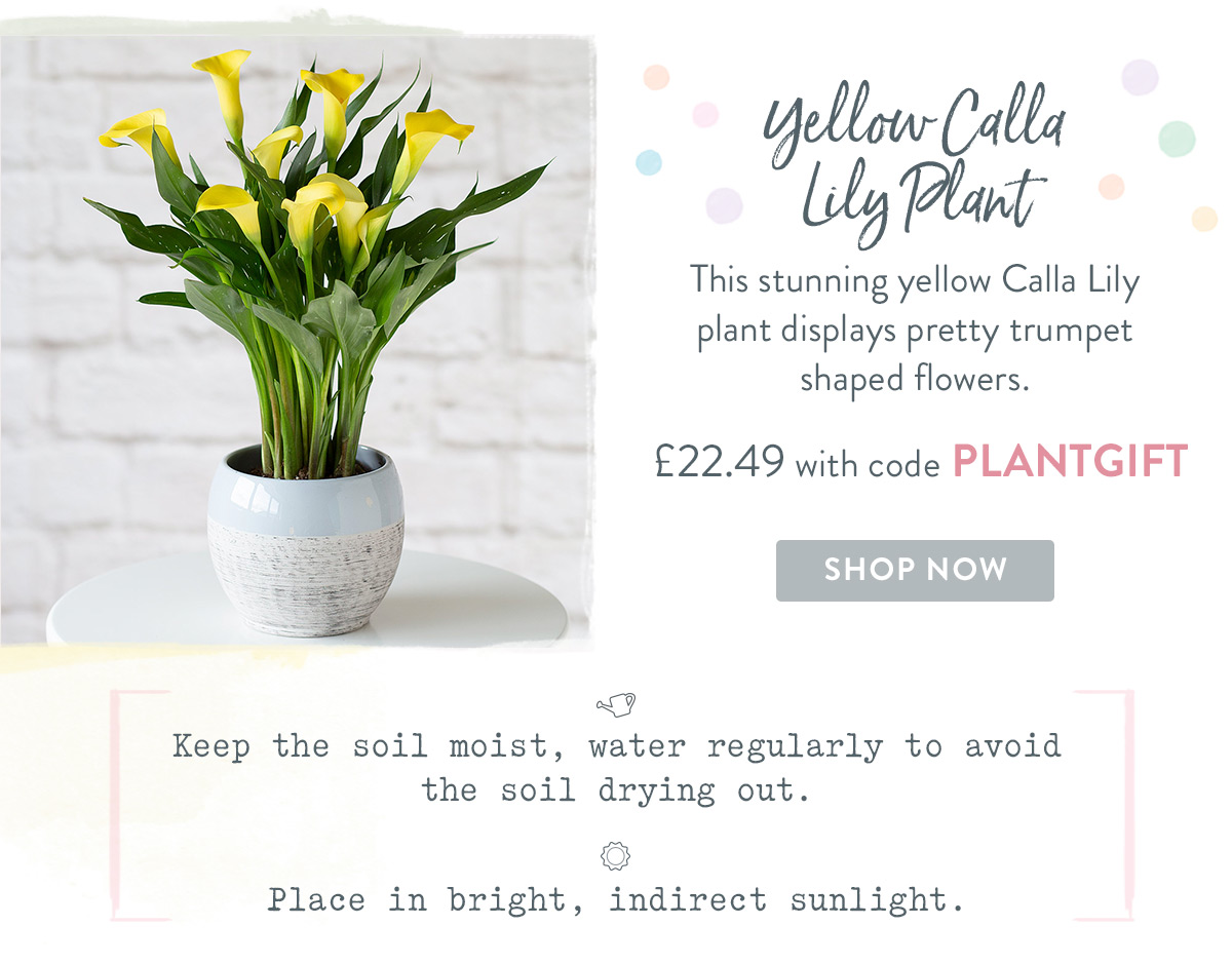 Yellow Calla Lily Plant - only &pound;22.49