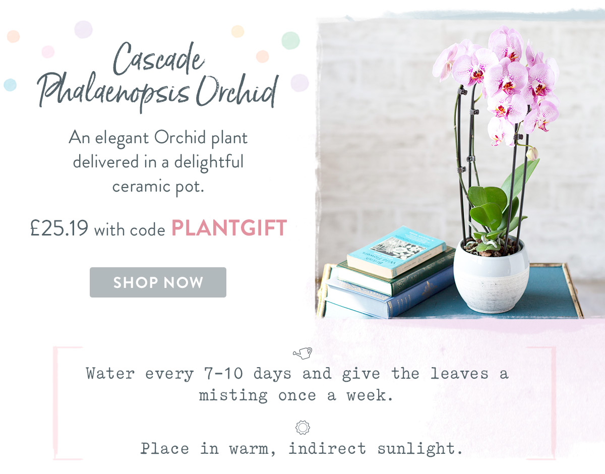 Cascade Phalaenopsis Orchid - only &pound;25.19