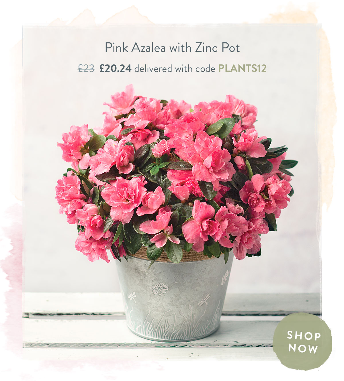 Pink Azalea with Zinc Pot - only &pound;20.24