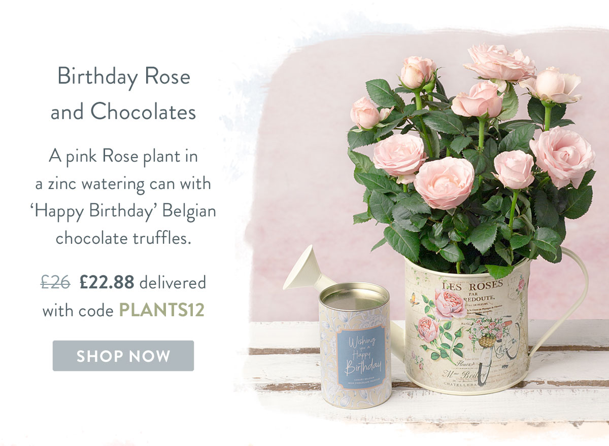 Birthday Rose and Chocolates - only &pound;22.88