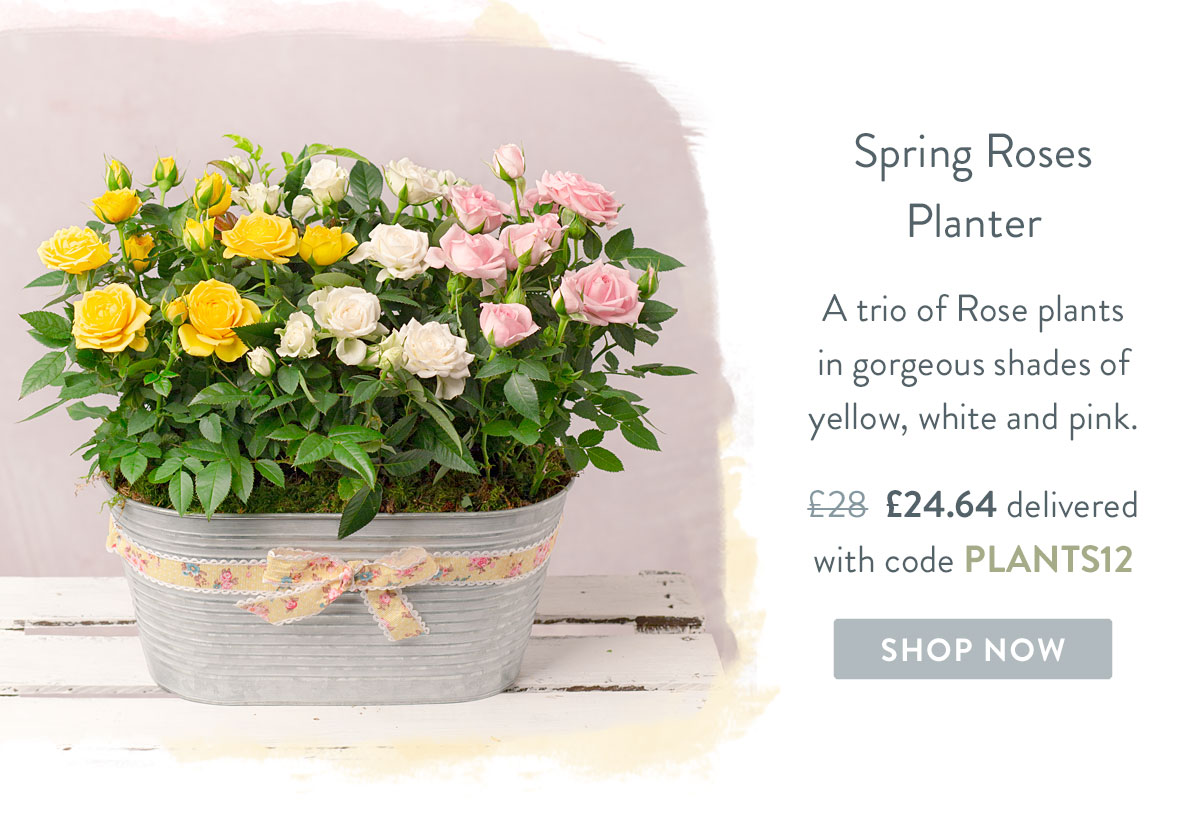 Spring Roses Planter - only &pound;24.64