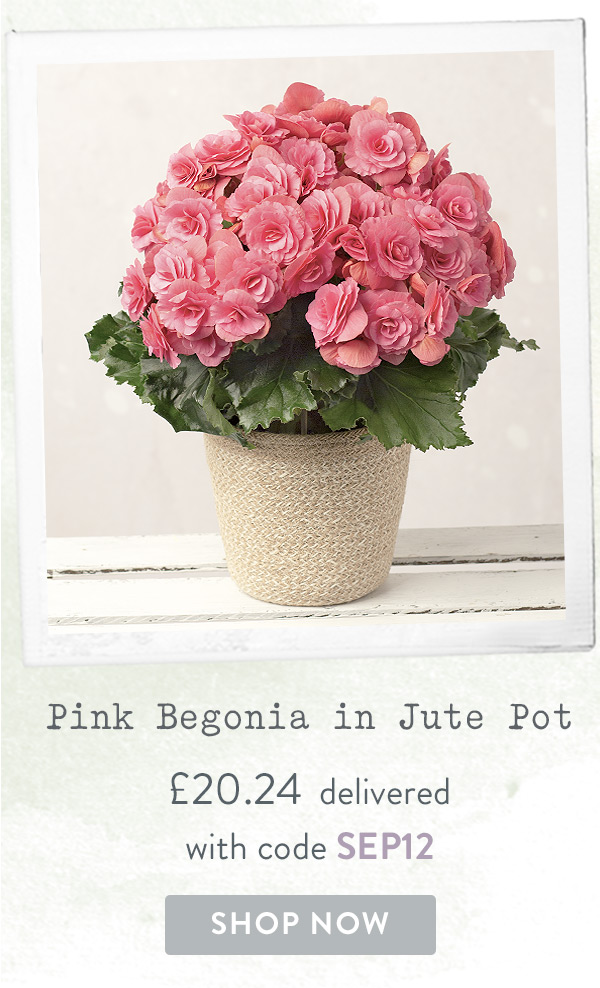 Pink Begonia in Jute Pot - Only &pound;20.24