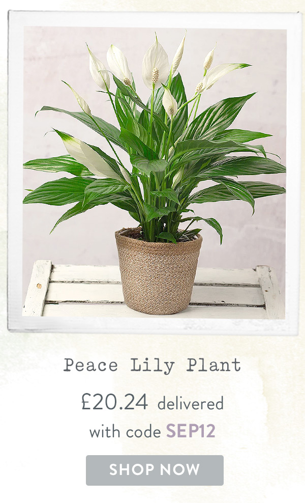 Peace Lily Plant - Only &pound;20.24