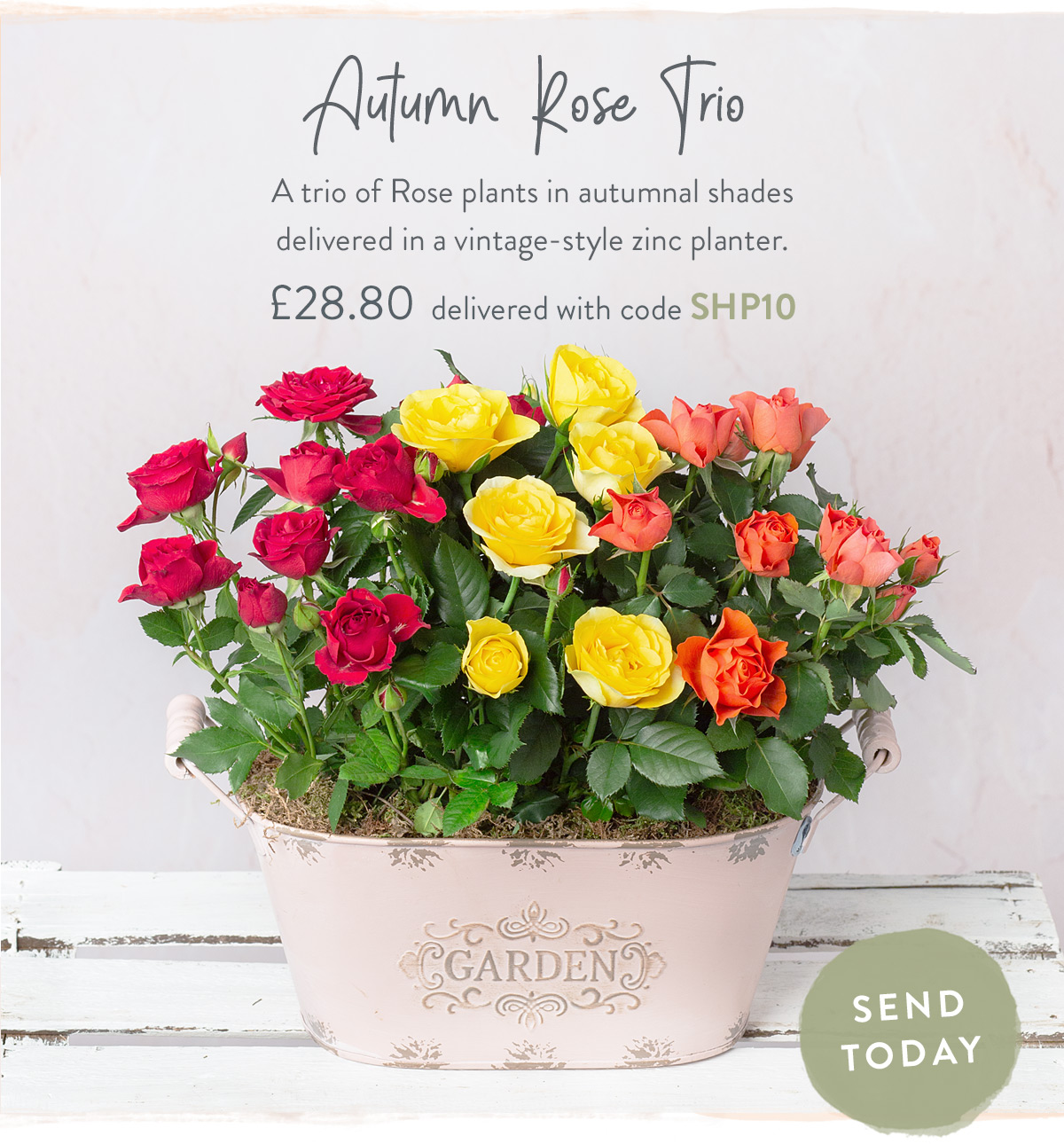 Autumn Rose Trio - only &pound;28.80 with promo code